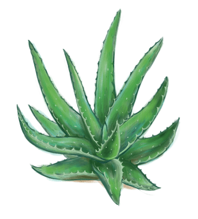 Aloes w Proctonic